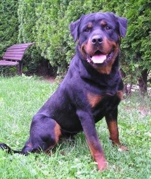 Rottweiler